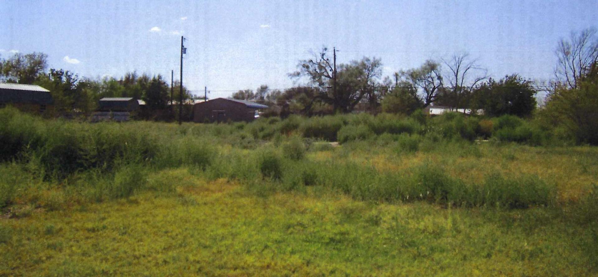 Tall Weeds and Grass